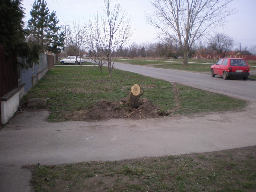 Posečeno drvo u koje je udario „hjundaji“ na putu Gakovo-Sombor