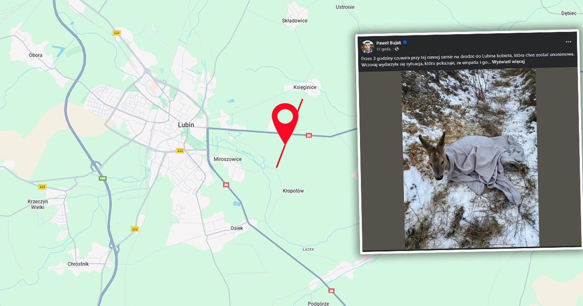 Przez trzy godziny czuwała przy rannej sarnie. "Anonimowej kobiecie - ogromny pokłon"