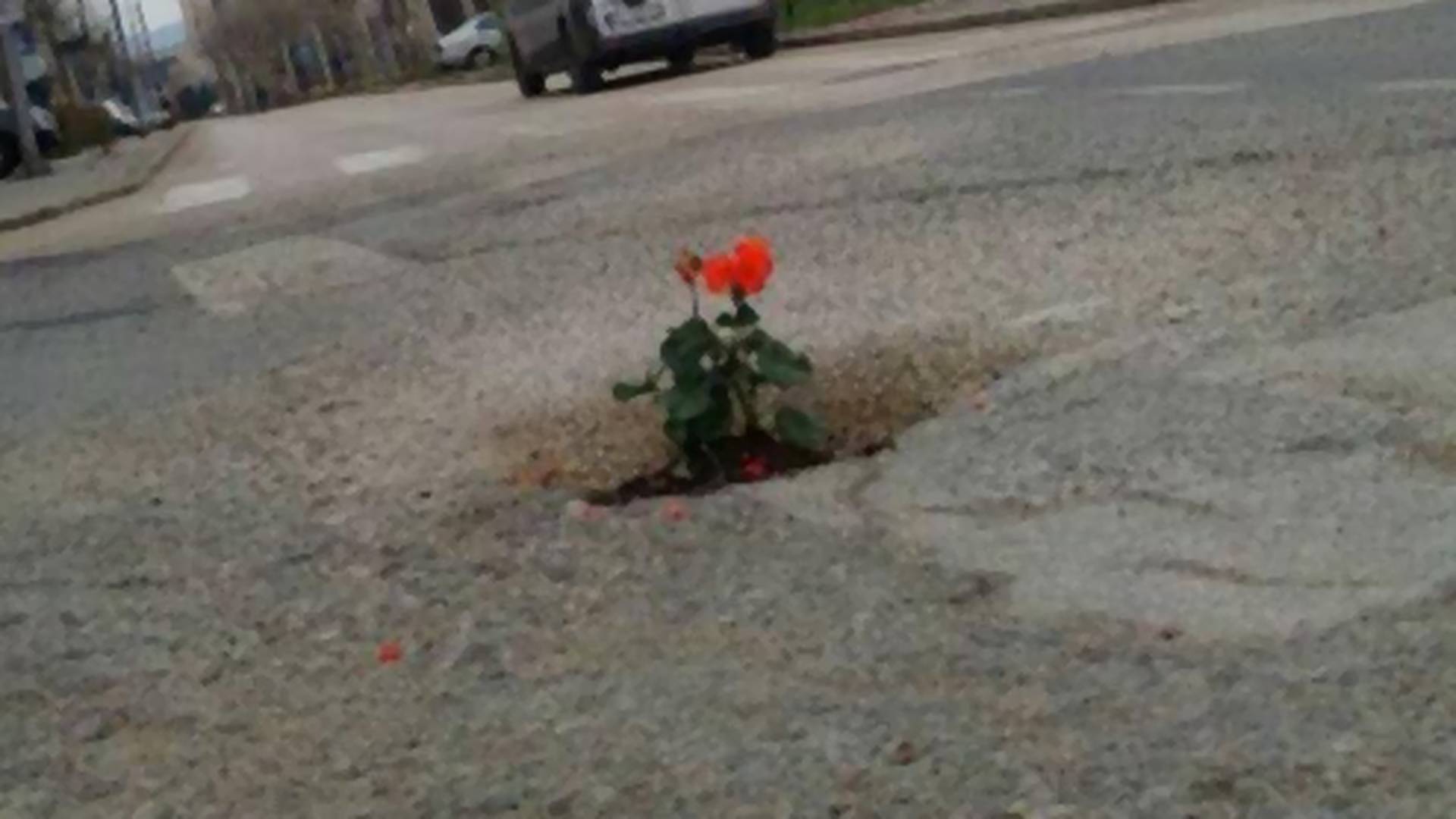 Cveće niklo u užasnim rupama na ulicama Kladova