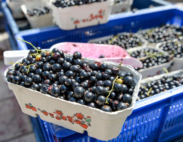 Zwolennicy Pawła Kukiza rozdają porzeczki