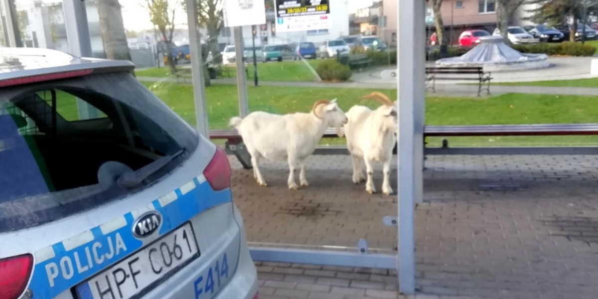 Białe i z rogami. Tajemnicze pasażerki na przystanku PKS w Rozprzy.