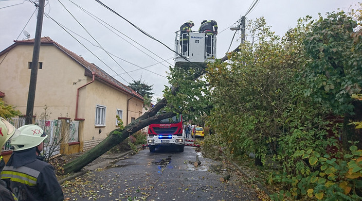 A XX. kerületben, a Kölcsey utcában is kidőlt egy fa / Fotó: Blikk (képünk illusztráció)