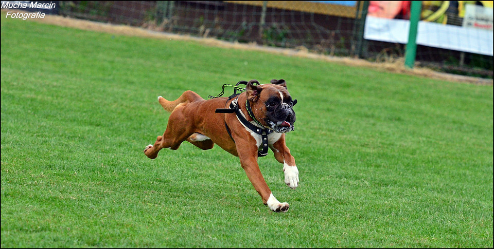 Trening w szkole Hitt Dog, Rocky