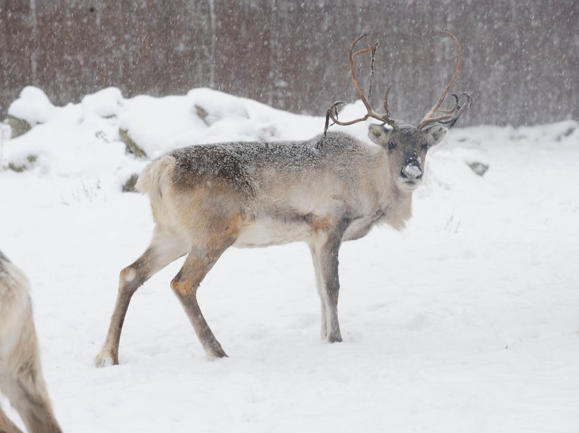 Renifer Rudolf z wrocławskiego zoo