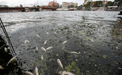Odra znów zagrożona? "Sytuacja jakościowa wody jest alarmująca"