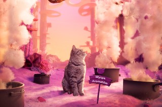 9 na 10 opiekunów kotów w Polsce uważa, że ich kot ma unikalną osobowość – sprawdź, co czyni pupila szczęśliwym