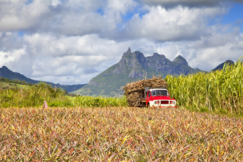 Pole trzciny cukrowej, Mauritius