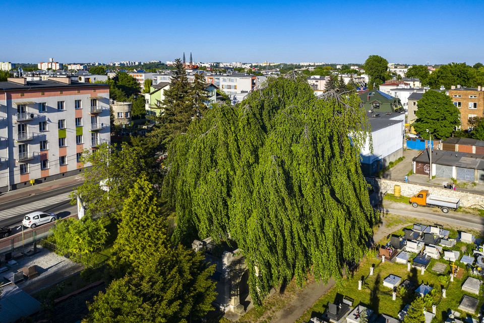 Smutni Bracia, Sosnowiec (woj. śląskie)