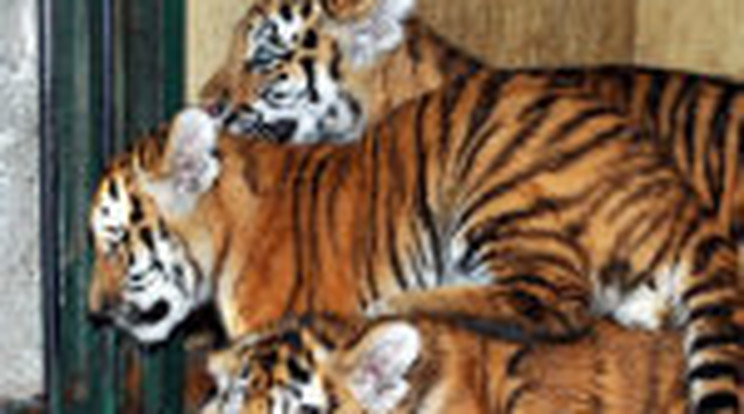 Meglőtték az állatkerti tigriskölyköket