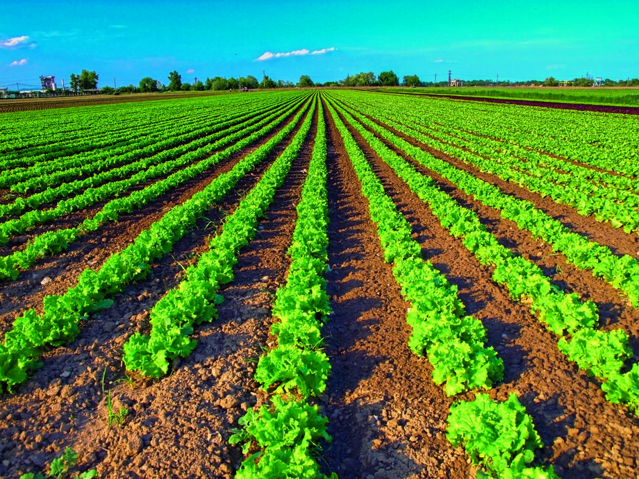 Green Holding na uprawę sałat ma ponad 775 ha ziemi. Po uwzględnieniu tzw. wielokrotnego plonowania jest to nawet więcej – aż 1,27 tys. ha powierzchni upraw.