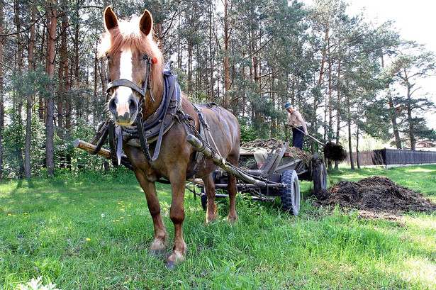 Polski rolnik i wóz konny