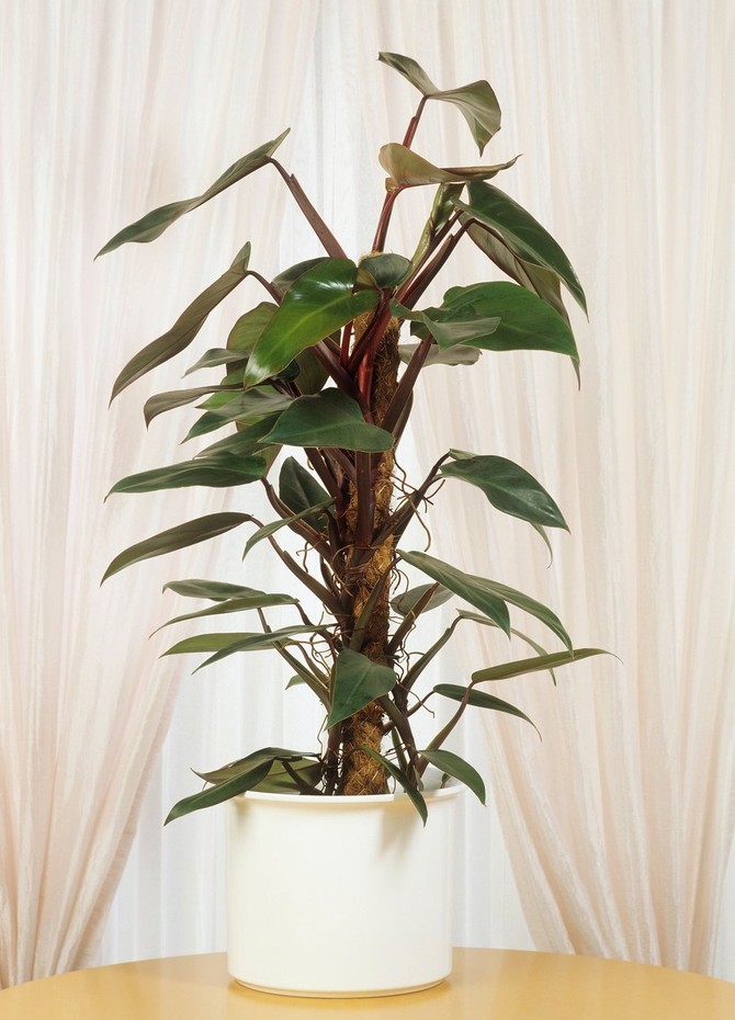 Filodendron