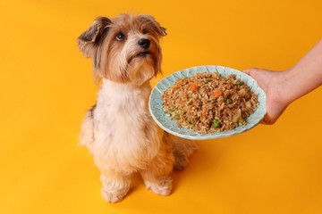 Petchef.hu