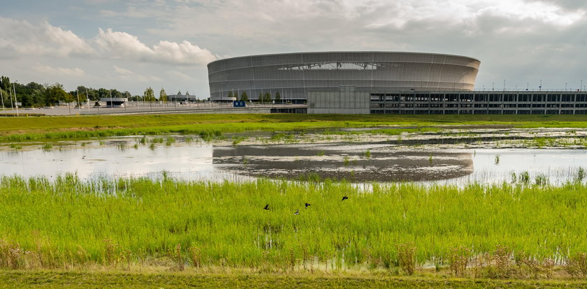 Płazy puszczą Śląsk z torbami