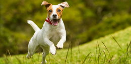 Małe psy do mieszkania — poznaj 5 idealnych kandydatów 