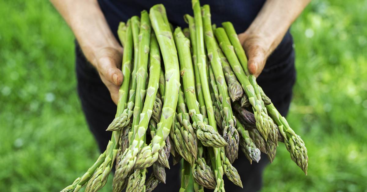 To warzywo jest toksyczne, a Polacy się nim zajadają. Właśnie zaczyna się na nie sezon