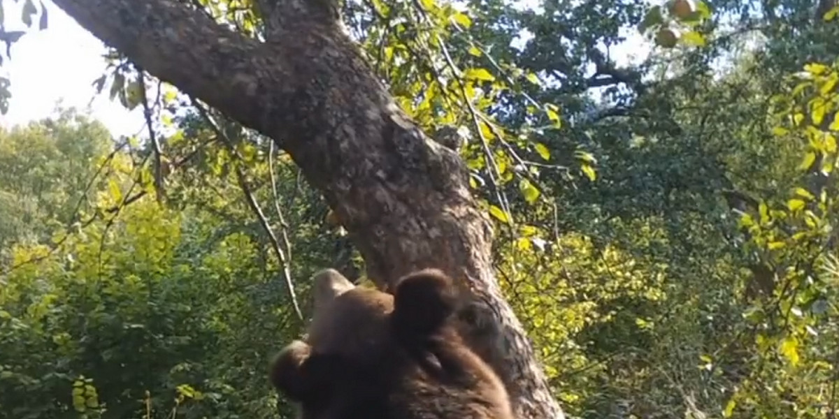 Niedźwiedź wspiął się na drzewo. Leśnicy pokazali nagranie. 