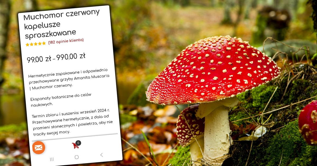 Sprzedaje ludziom muchomory. Taki dopisek, że złapiesz się za głowę