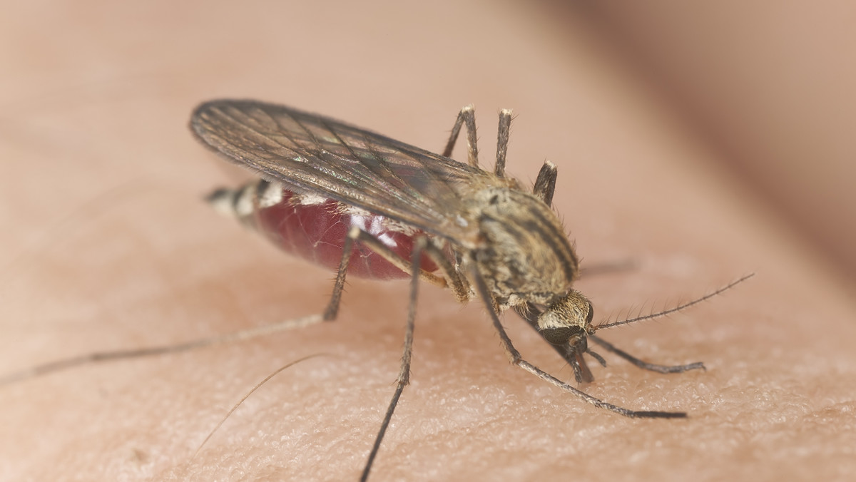 Komary - skuteczne sposoby na ich odstraszenie