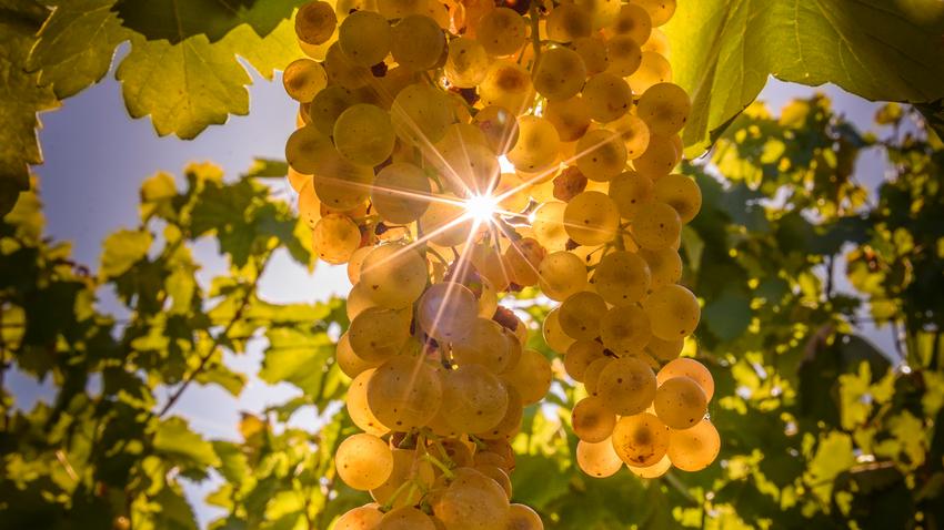 tokaji aszú, vinoterápia, gyógybor, szőlő, aszú, bor, természetes gyógymód, gyógyszer 