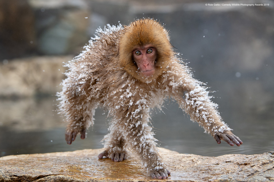 Finaliści Comedy Wildlife Photo Awards 2019