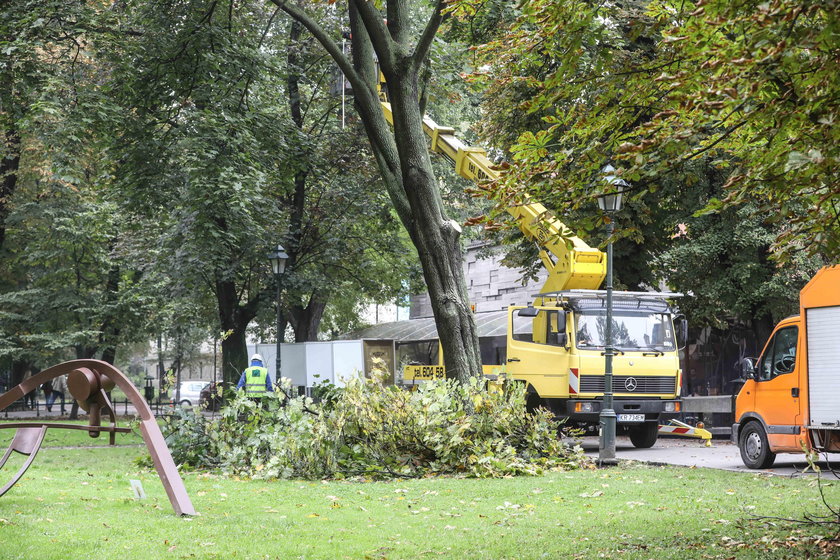 Wycinka drzew na Plantach w Krakowie 