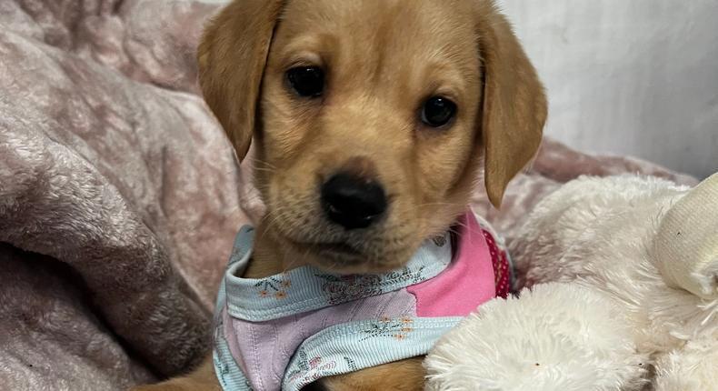 Winnie was adopted after going viral on TikTok.The Anti-Cruelty Society.