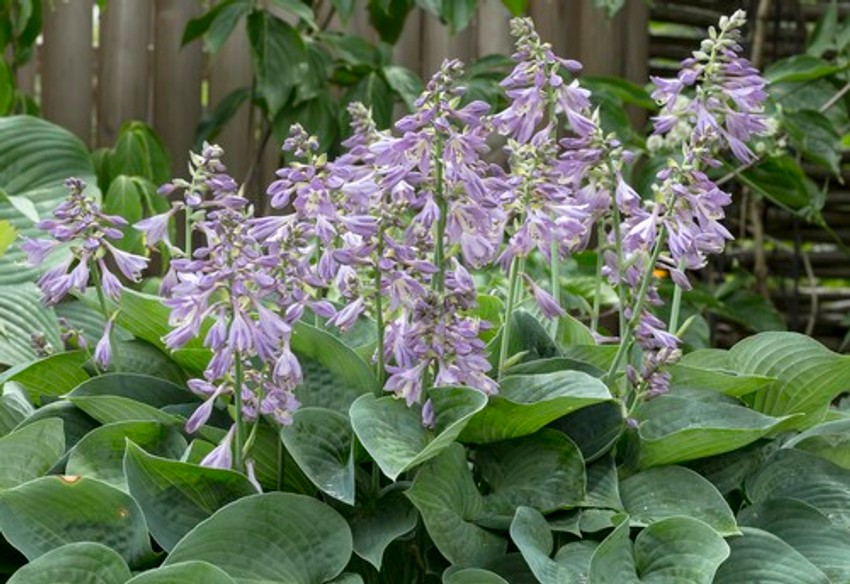 Hosta