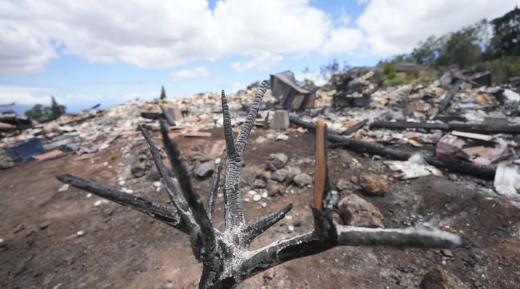 Erdőtűzben megégett fa a hawaii Maui-szigeten fekvő Kulában