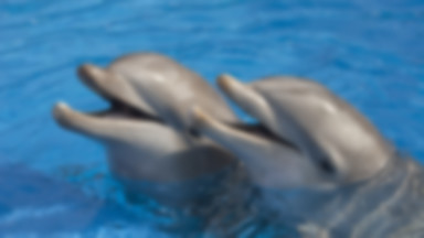 Nielegalne połowy delfinów w Tanzanii. Aktywiści mówią stop
