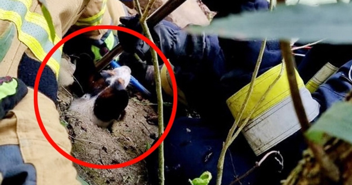 Zaklinowany po uszy! Kundelek z Małopolski dostał wsparcie aż z Wietnamu