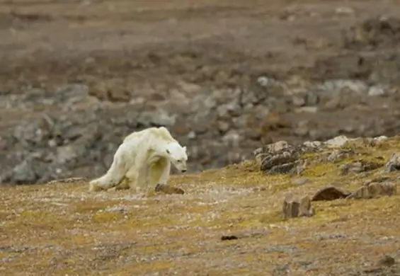 Nagranie z głodującym niedźwiedziem polarnym to najsmutniejszy dowód na globalne ocieplenie