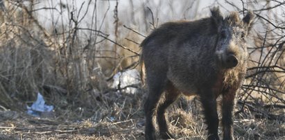 Osiedle oblężone przez dziki! Ludzie boją się wychodzić