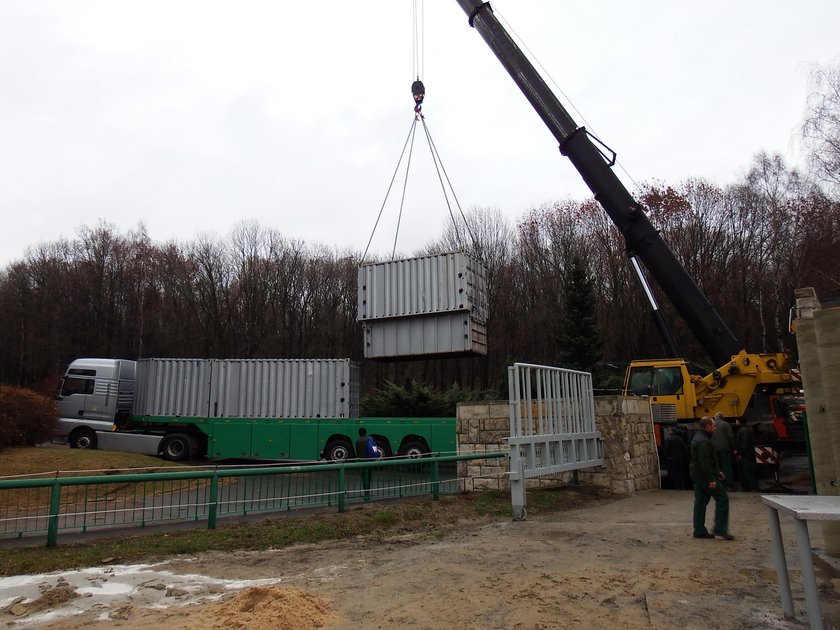 Nowe słonie w chorzowskim zoo