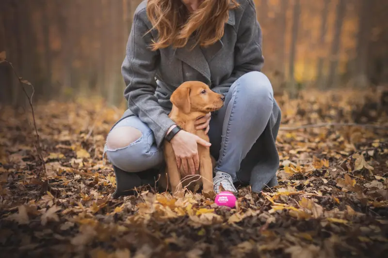 Labradory bardzo szybko przywiązują się do ludzi. Mają wesołe i przyjacielskie usposobienie, bardzo źle znoszą długie rozstania. Photo by Ben Hanson on Unsplash