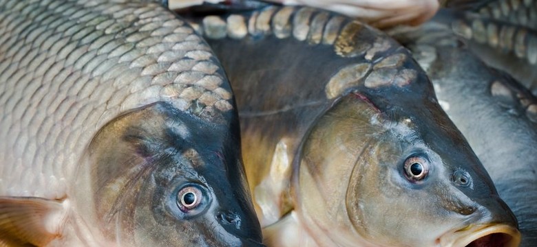 Karp drożeje. W Wigilię będzie luksusem?
