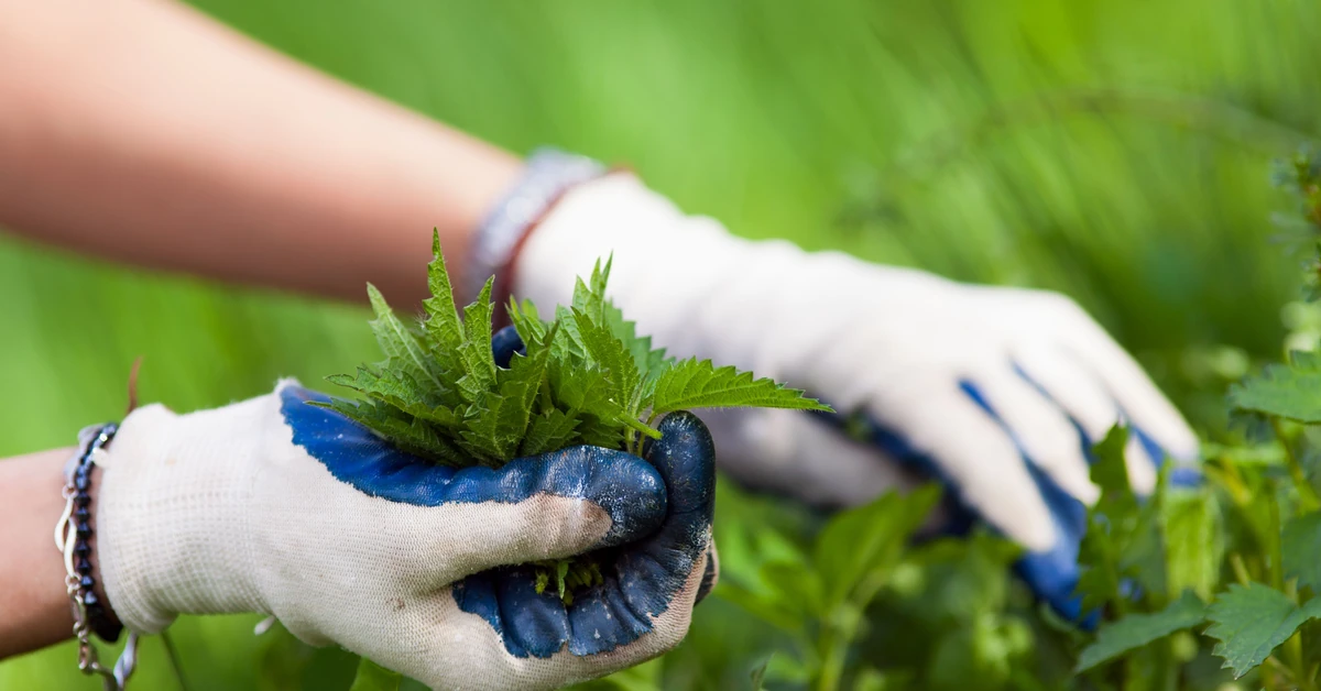 Czego nie podlewać gnojówką z pokrzyw?