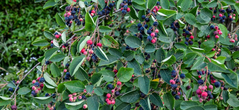 Hamują starzenie i dostarczają mnóstwo potasu. Te owoce są zdrowsze od borówek. Musisz mieć ten krzew w ogrodzie
