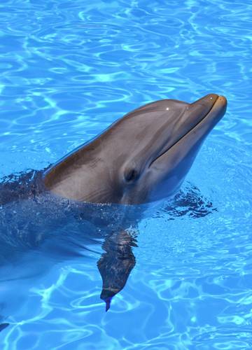 Tierqualerei Touristen Sollen Lieber Mit Robo Delfinen Schwimmen Noizz