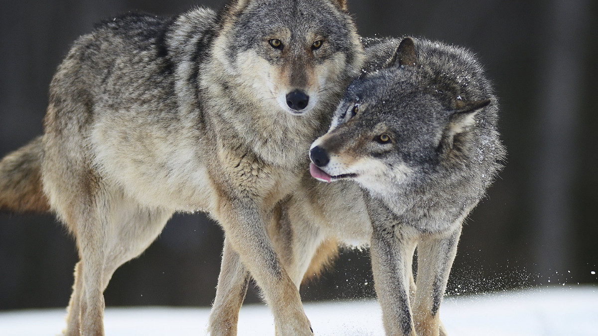 Władze Norwegii zezwoliły na odstrzał 47 wilków. Decyzja ta może dziwić, tym bardziej że wilki dopiero od roku są uznawane w tym kraju za gatunek "krytycznie zagrożony". W skandynawskim państwie żyje obecnie zaledwie 68 tych drapieżników.