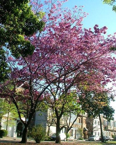 Galeria Argentyna - Listopadowe Buenos Aires, obrazek 2