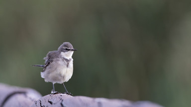Coraz więcej gatunków ptaków jest zagrożonych. Ogólnopolskie Towarzystwo Ochrony Ptaków publikuje poruszający spot