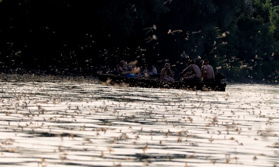 Cvetanje Tise Kanjiža