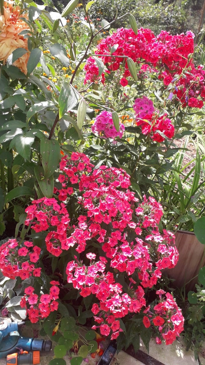 Piękne, niewymagające kwiaty do ogrodu - wieloletnie i długo kwitnące