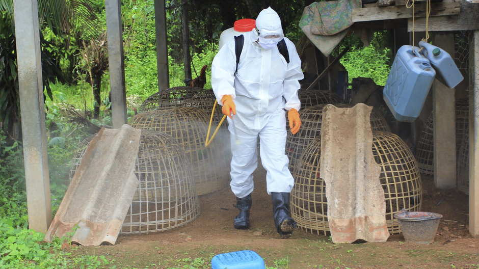 Wielkopolska: Ptasia grypa. Tysiące kaczek zostanie zagazowanych