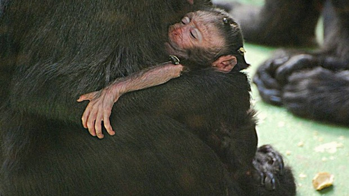 Młody makak czubaty, który przyszedł na świat we wrocławskim zoo, 15 marca 2015 roku czeka na imię. Czas nadsyłania propozycji mija w niedzielę 13 marca o północy.
