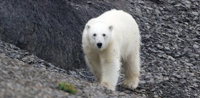 Makabryczny atak na Alasce. Niedźwiedź polarny zabił kobietę i dziecko