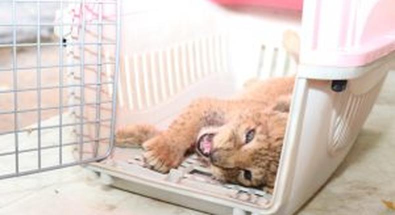 Agency seizes endangered lion, arrests 2 suspected illegal wildlife traders. [NAN]