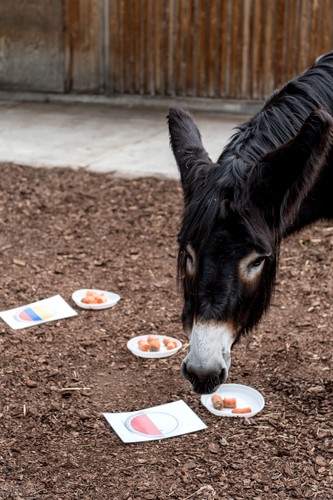 Osioł Zidane z wrocławskiego ZOO wytypował zwycięstwo Polski