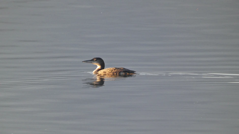 Ovo je veliki morski gnjurac